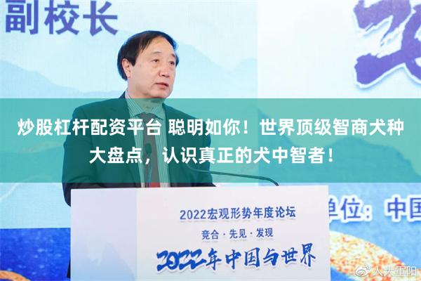 炒股杠杆配资平台 聪明如你！世界顶级智商犬种大盘点，认识真正的犬中智者！