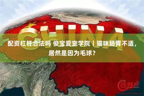 配资杠杆合法吗 俊宝爱宠学院丨猫咪肠胃不适，居然是因为毛球？